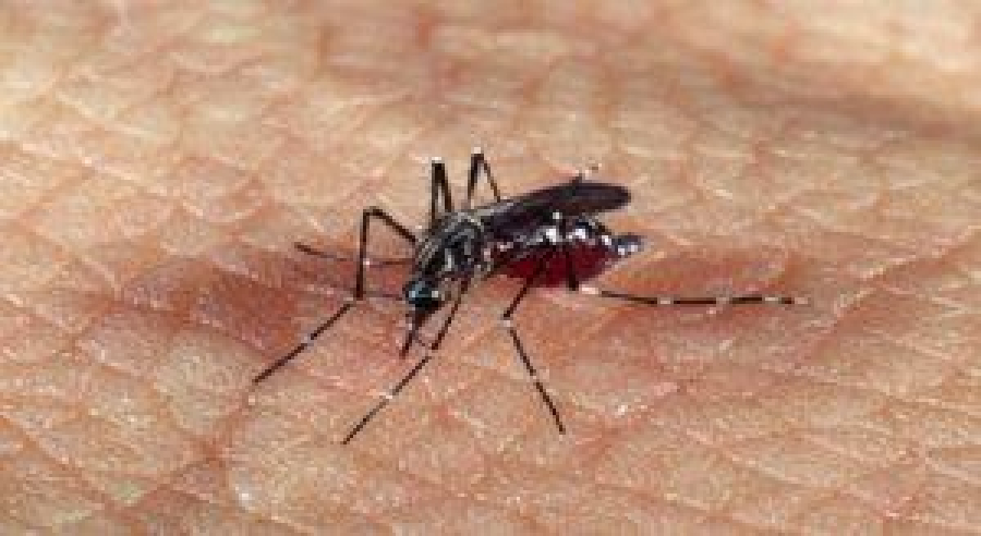 Sumaré atinge mais de 440 residências durante DIA D contra a dengue